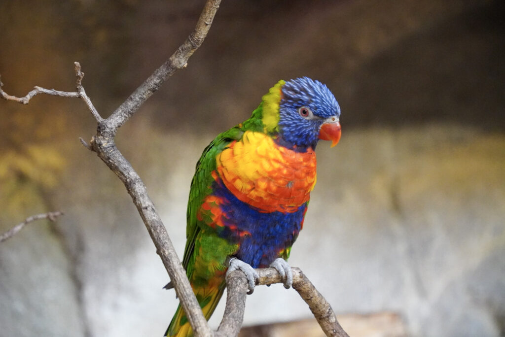 Alwetterzoo Münster Alwetterzoo Münster