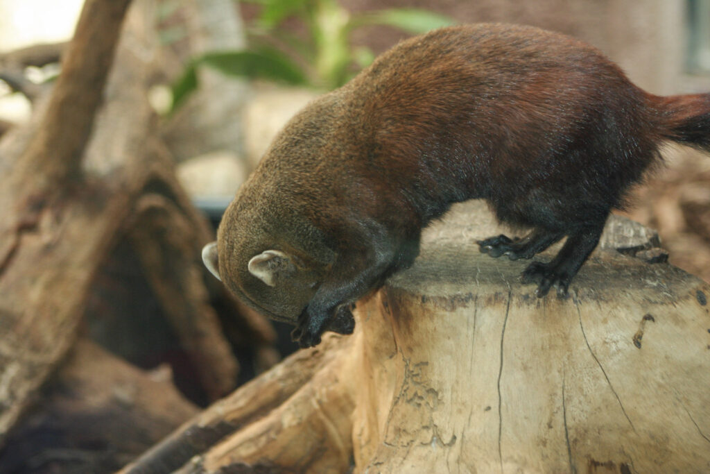 Berliner Zoo