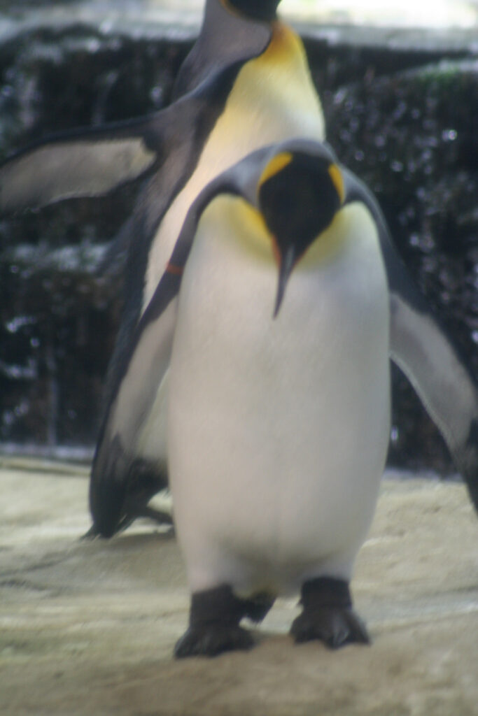 Berliner Zoo