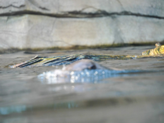 Alwetterzoo Münster Alwetterzoo Münster