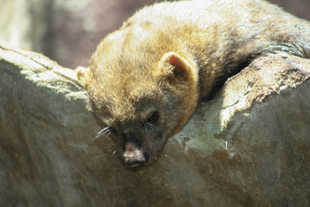 Berliner Zoo