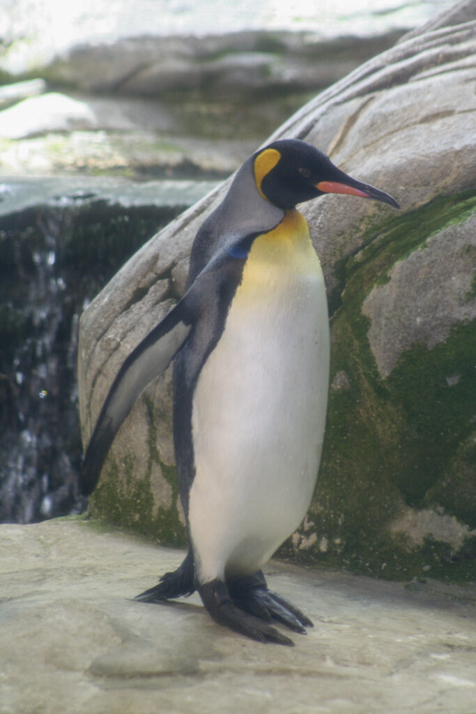 Berliner Zoo