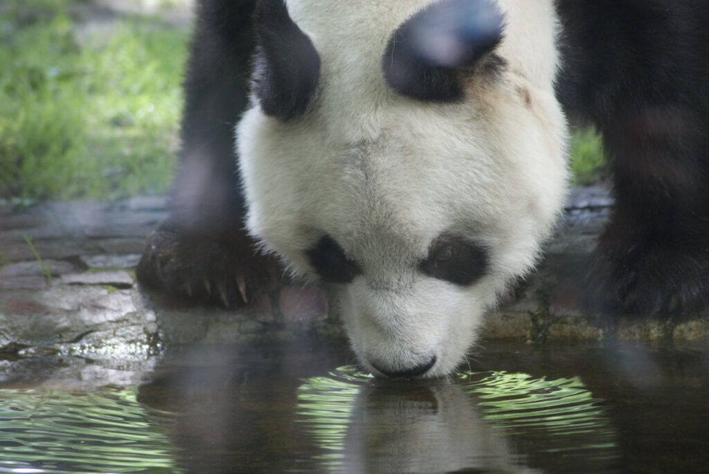 Berliner Zoo