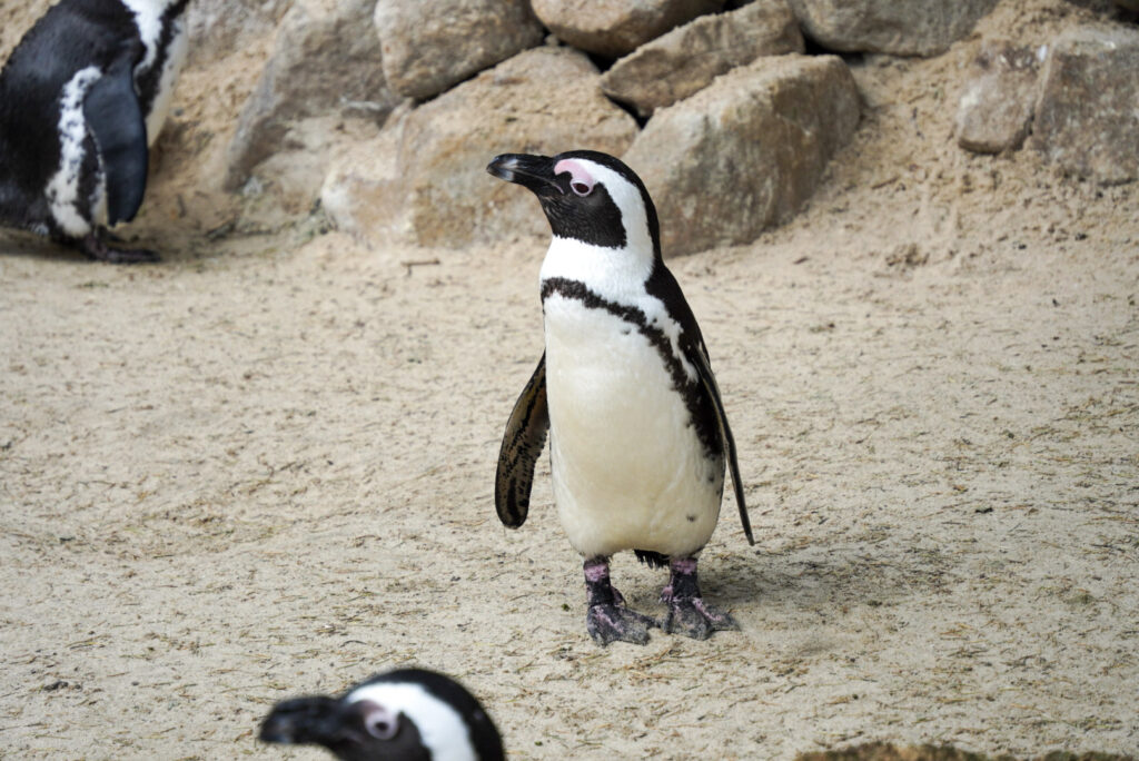 Alwetterzoo Münster Alwetterzoo Münster