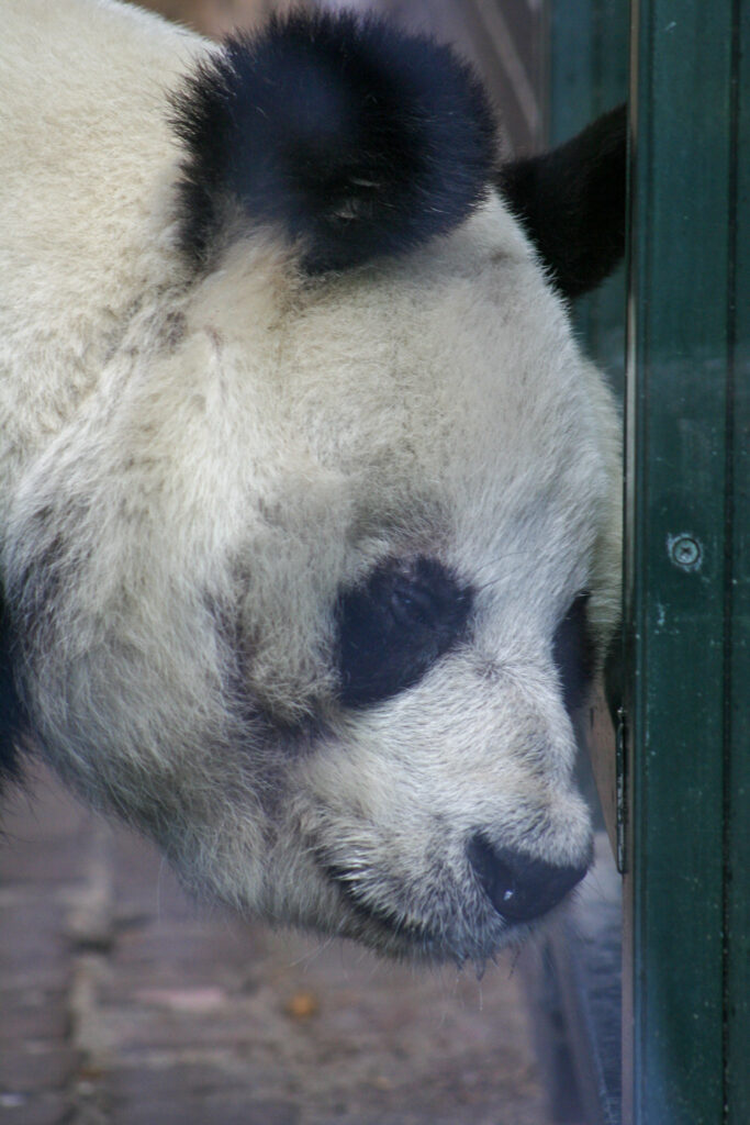 Berliner Zoo