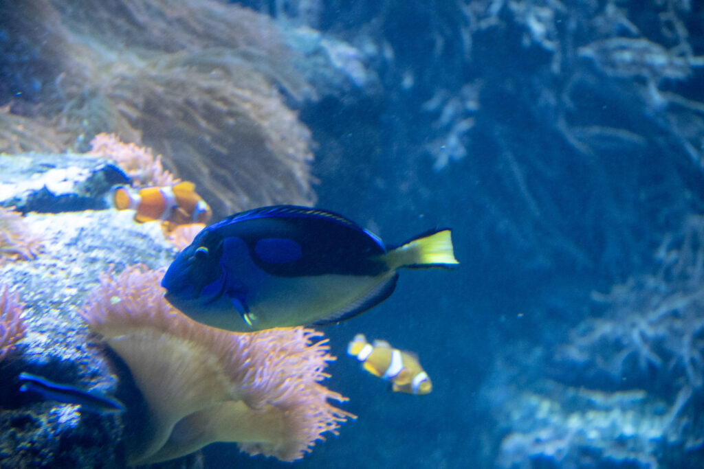 Aquazoo L&ouml;bbecke Museum D&uuml;sseldorf