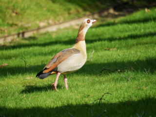 Grugapark Essen
