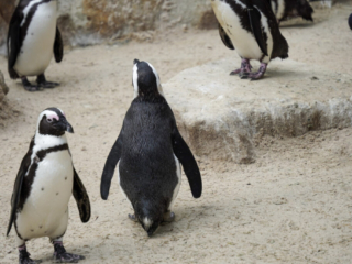 Alwetterzoo Münster Alwetterzoo Münster