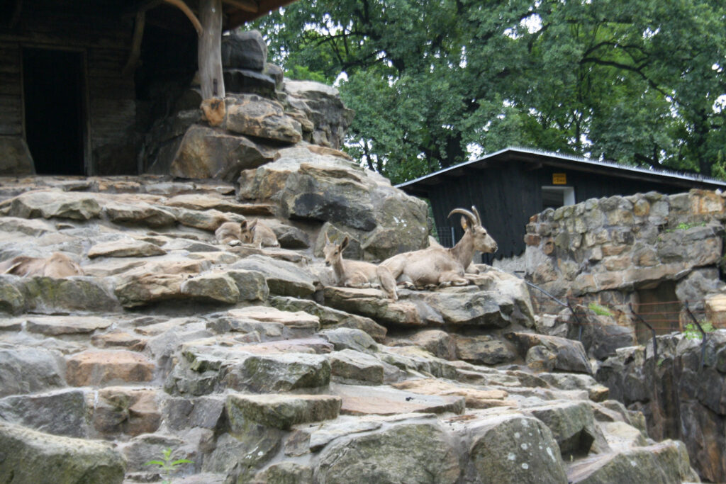 Berliner Zoo