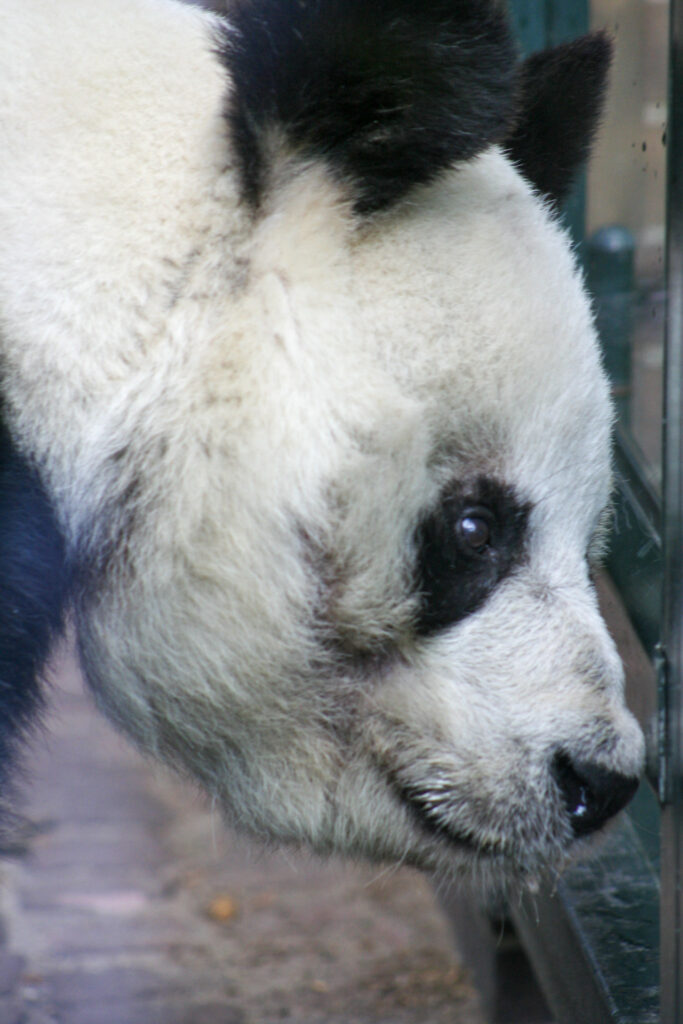 Berliner Zoo