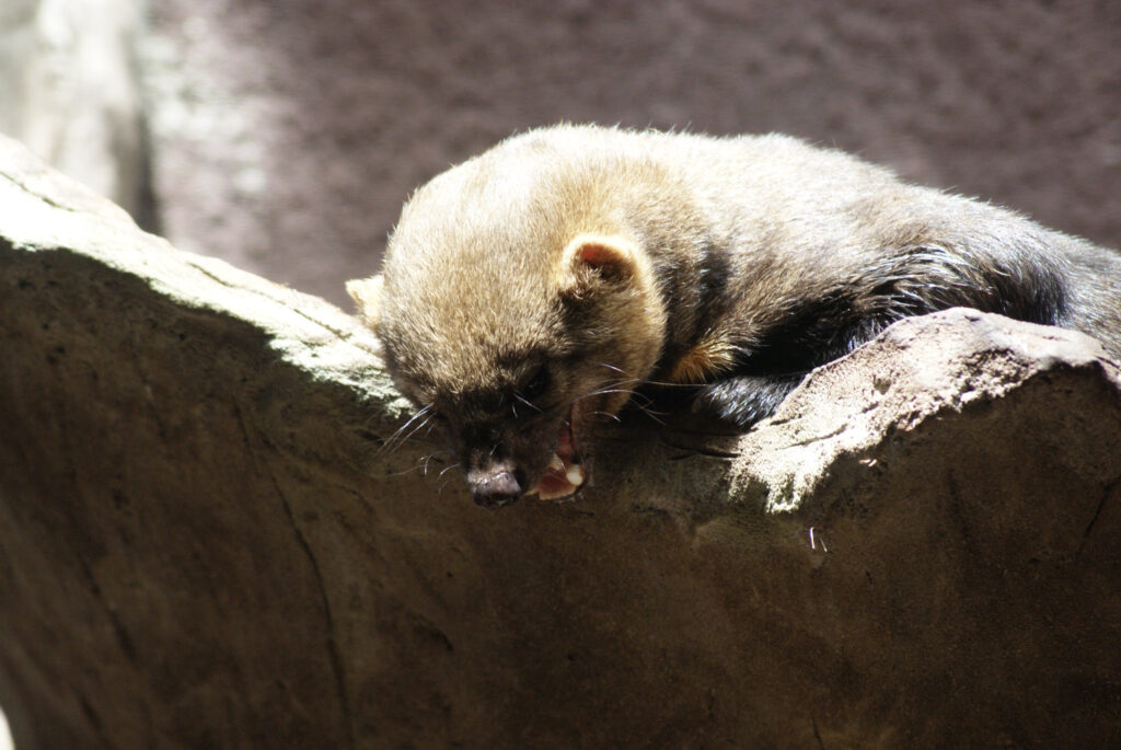 Berliner Zoo
