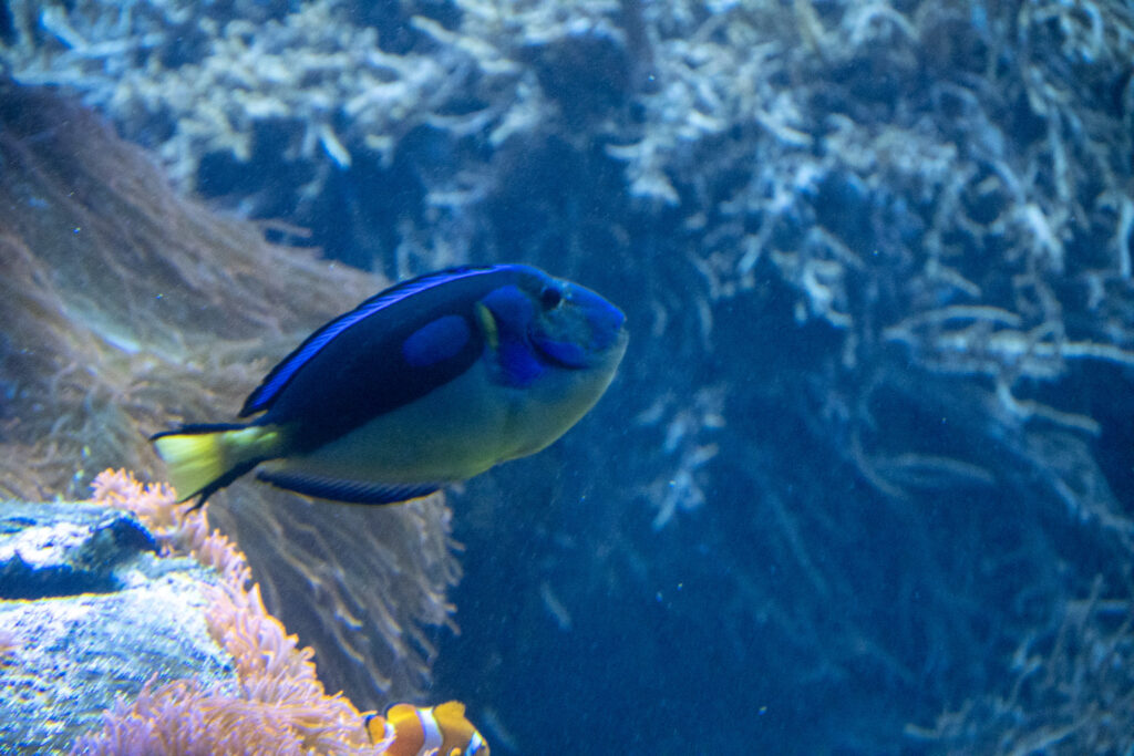 Aquazoo L&ouml;bbecke Museum D&uuml;sseldorf