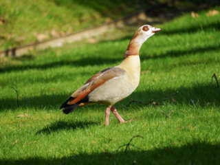 Grugapark Essen