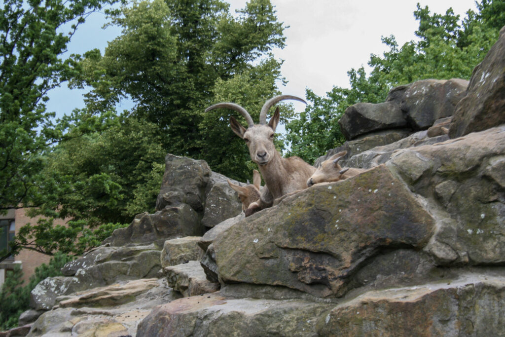 Berliner Zoo