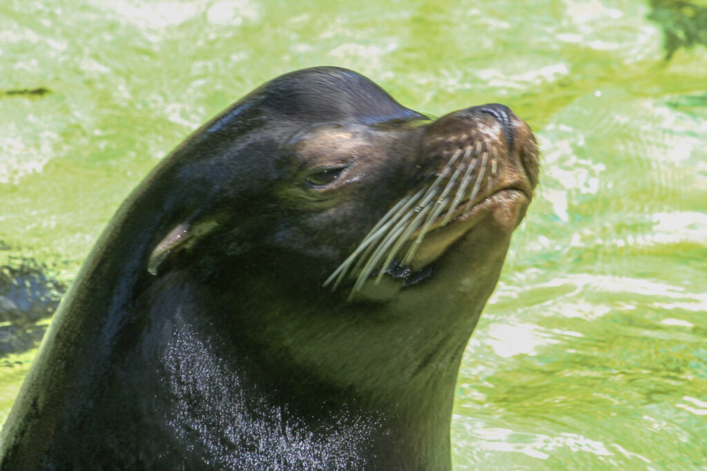 Berliner Zoo