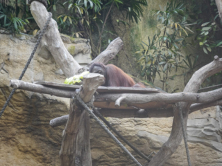 Alwetterzoo Münster Alwetterzoo Münster