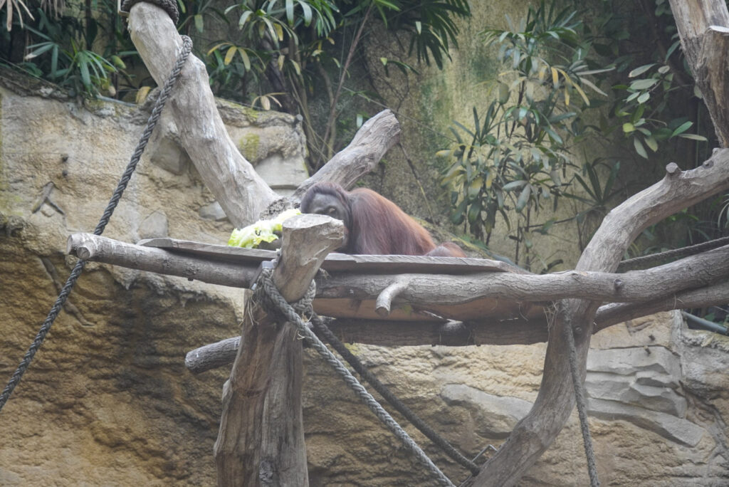 Alwetterzoo Münster Alwetterzoo Münster