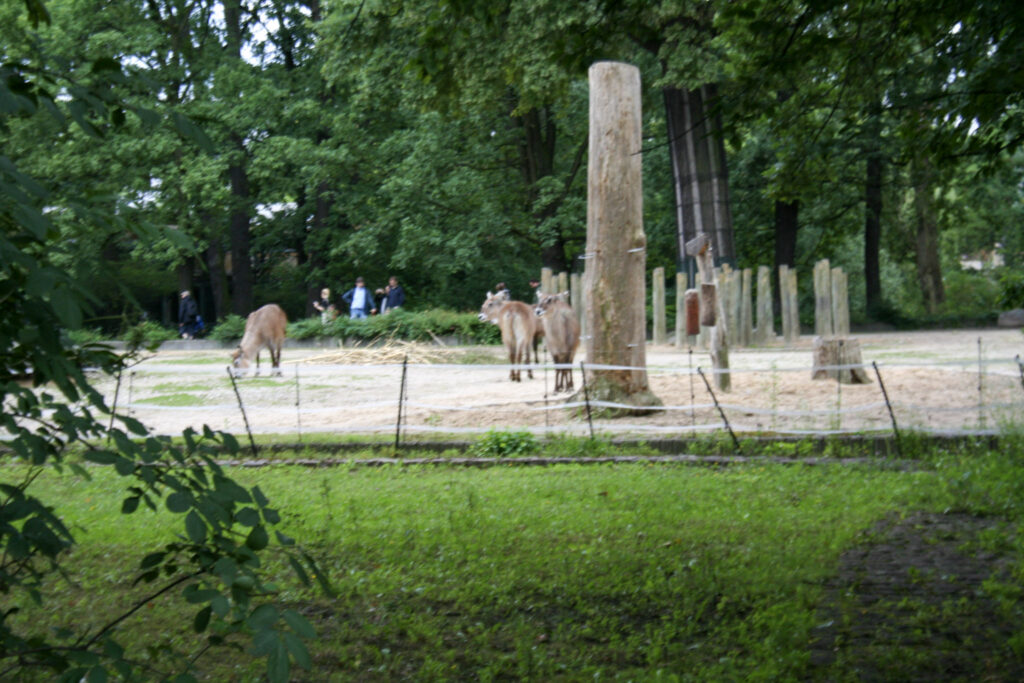 Berliner Zoo