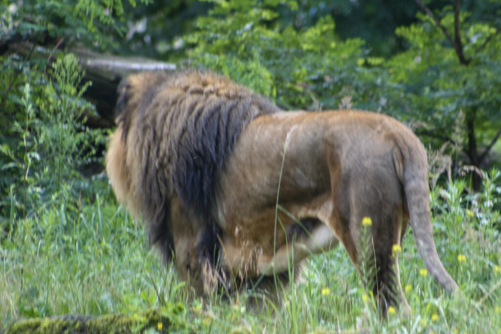 Berliner Zoo