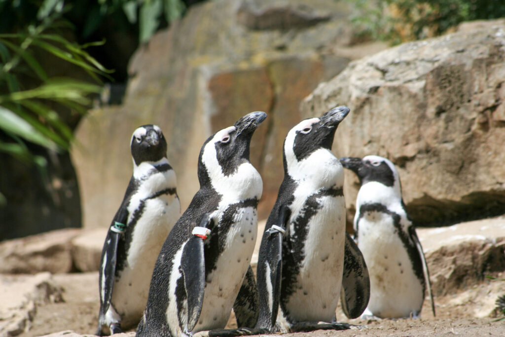 Berliner Zoo