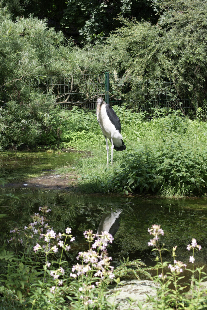 Berliner Zoo