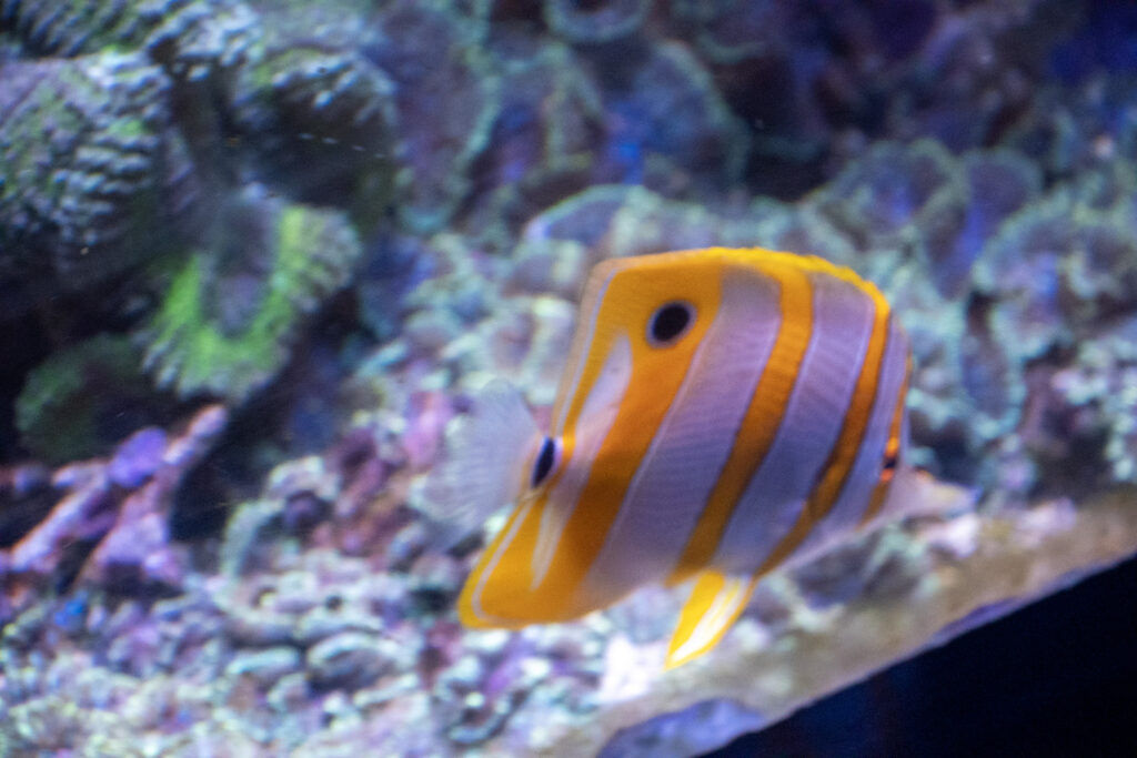 Aquazoo L&ouml;bbecke Museum D&uuml;sseldorf