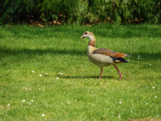 Grugapark Essen