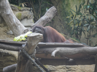 Alwetterzoo Münster Alwetterzoo Münster