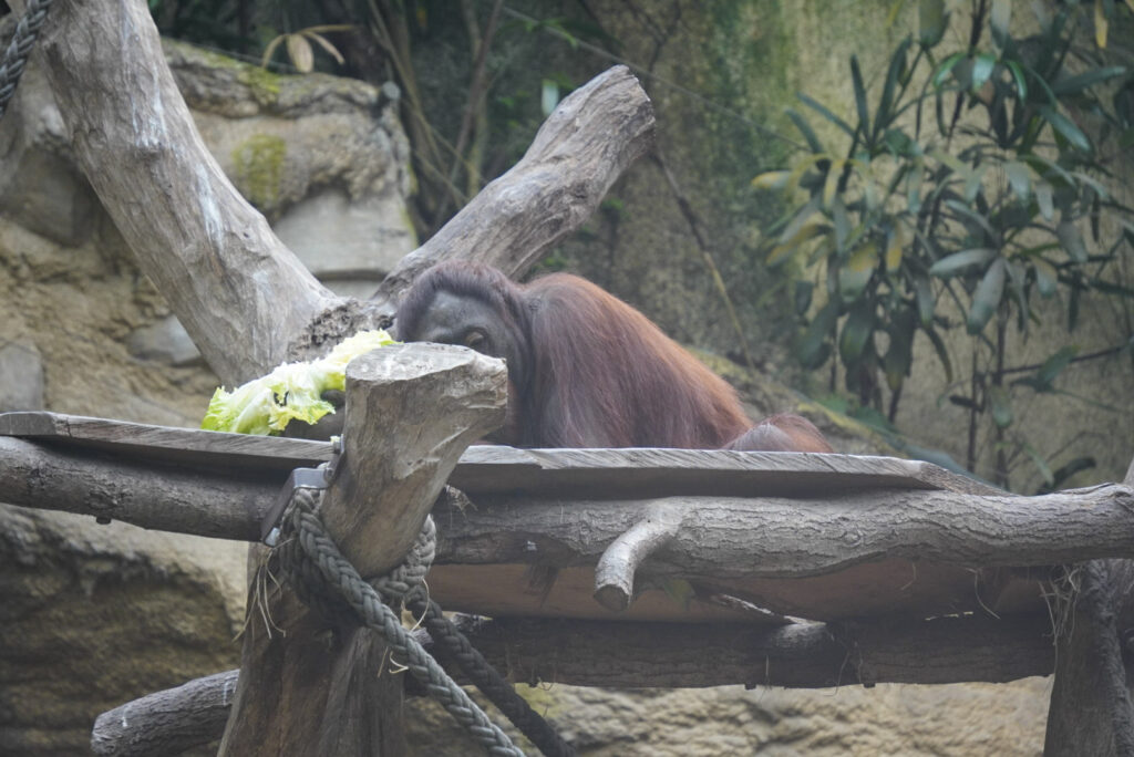 Alwetterzoo Münster Alwetterzoo Münster
