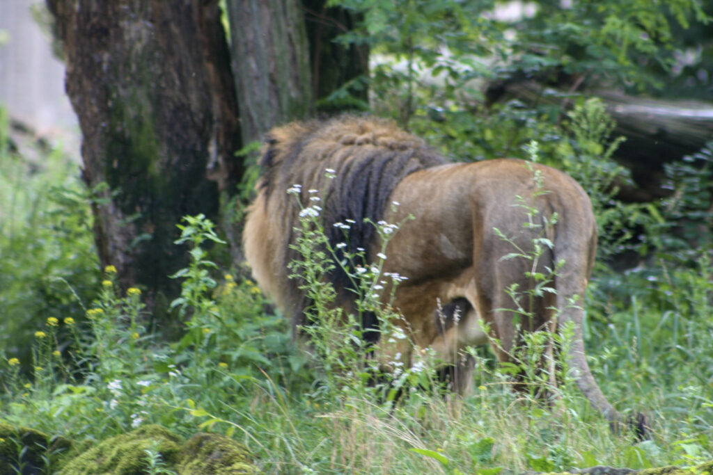 Berliner Zoo