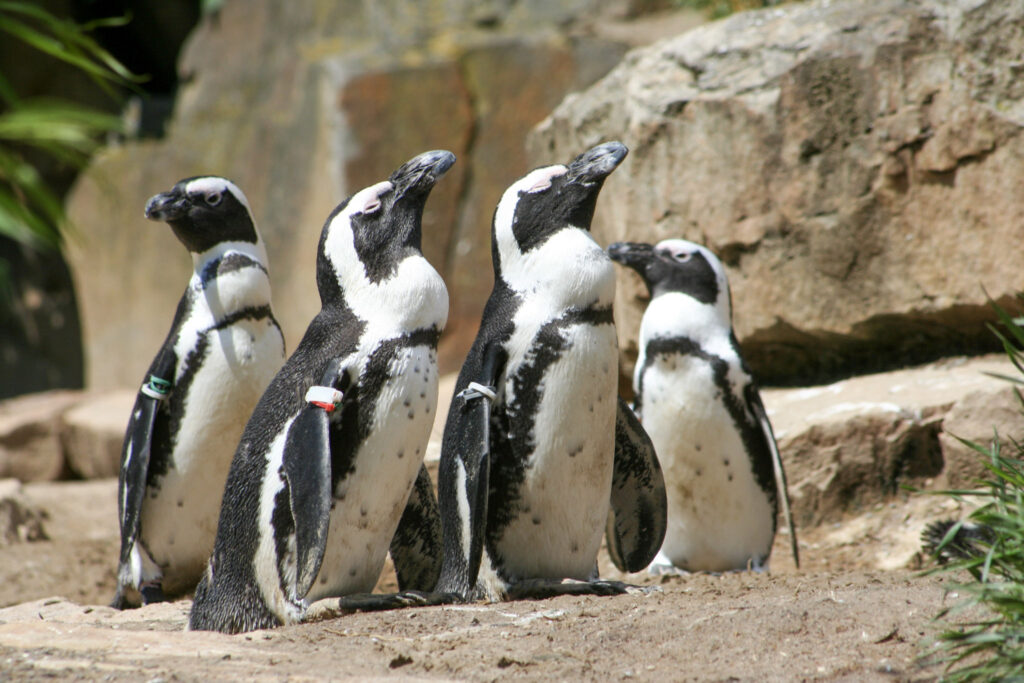 Berliner Zoo