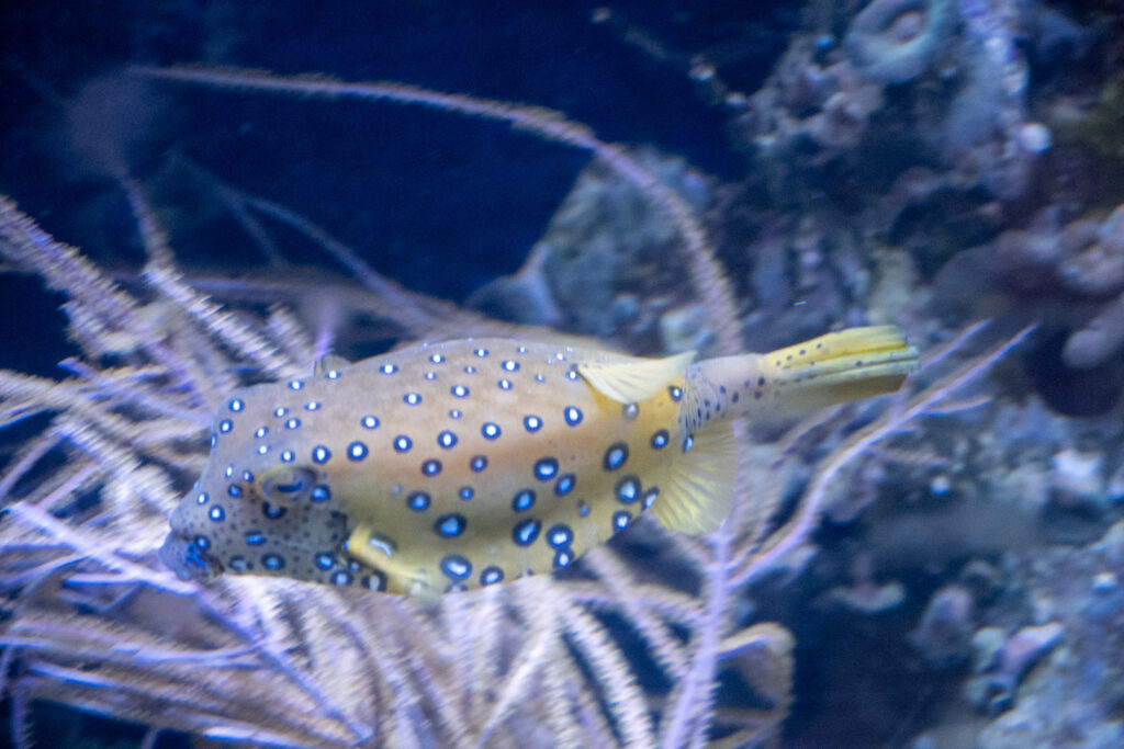 Aquazoo L&ouml;bbecke Museum D&uuml;sseldorf