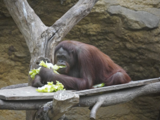 Alwetterzoo Münster Alwetterzoo Münster