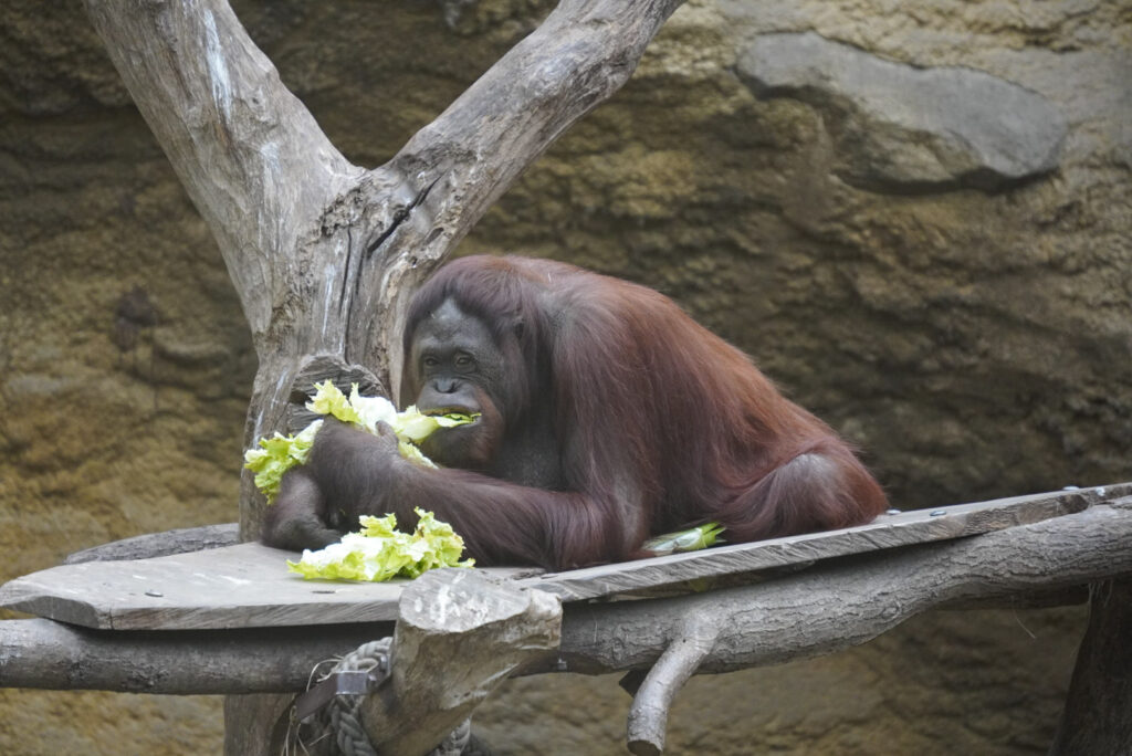 Alwetterzoo Münster Alwetterzoo Münster