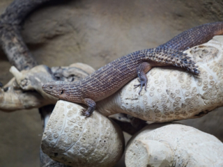 Alwetterzoo Münster Alwetterzoo Münster