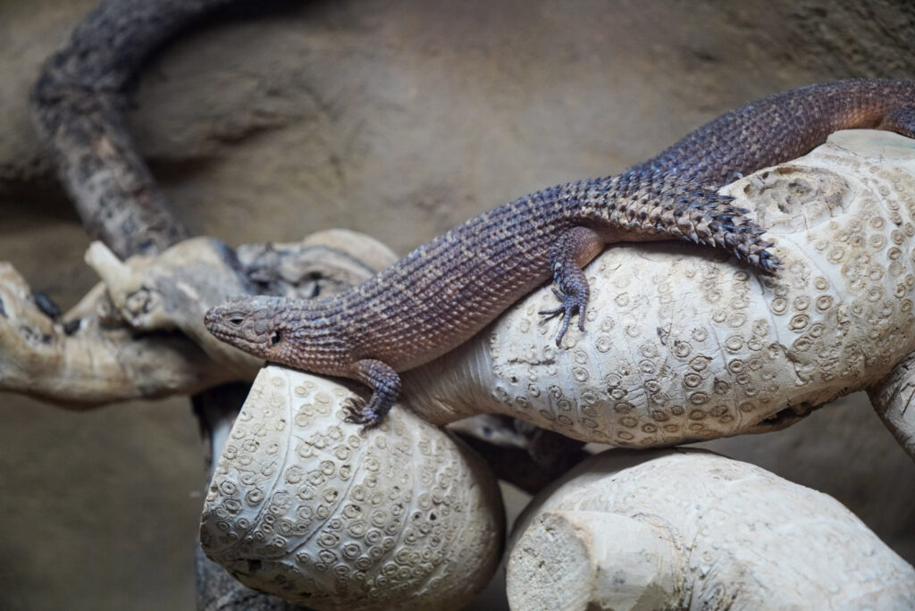 Alwetterzoo Münster Alwetterzoo Münster
