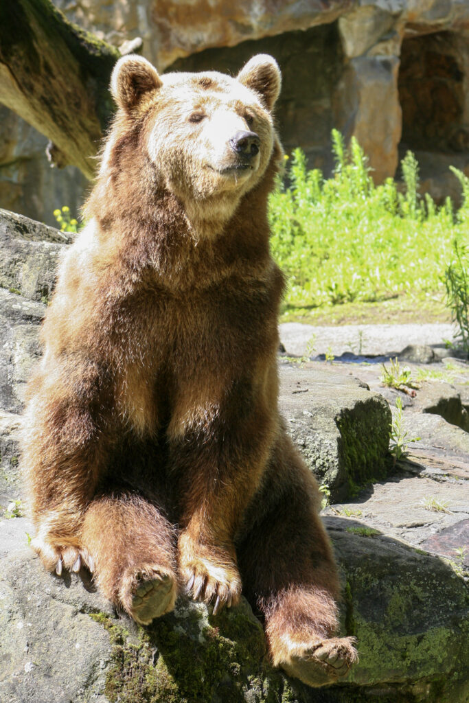 Berliner Zoo