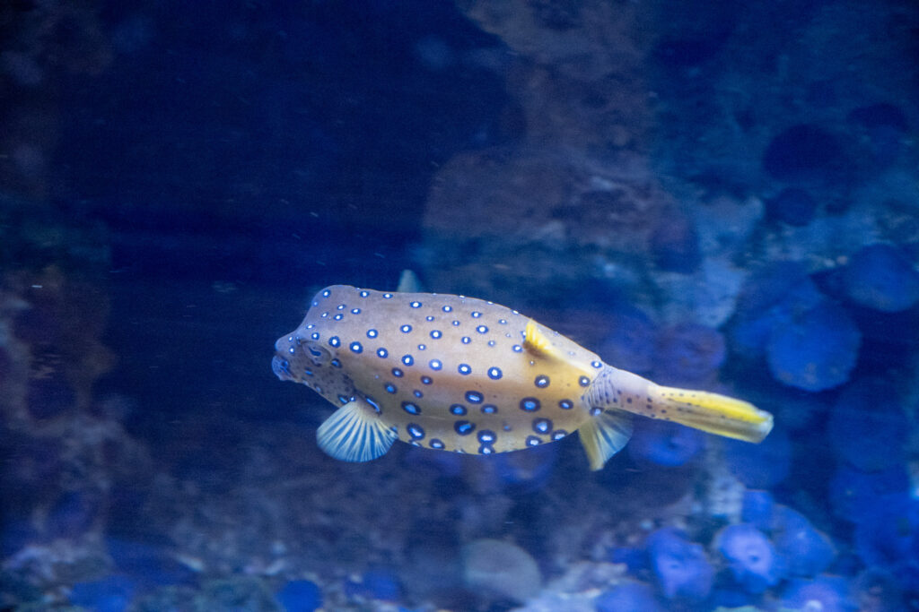 Aquazoo L&ouml;bbecke Museum D&uuml;sseldorf