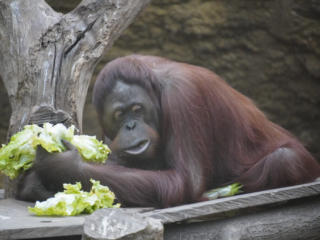 Alwetterzoo Münster Alwetterzoo Münster