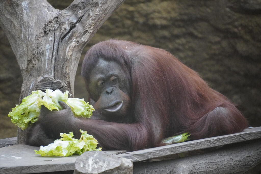 Alwetterzoo Münster Alwetterzoo Münster