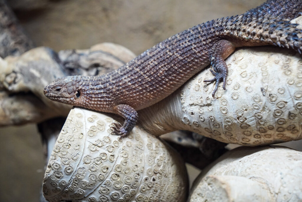 Alwetterzoo Münster Alwetterzoo Münster