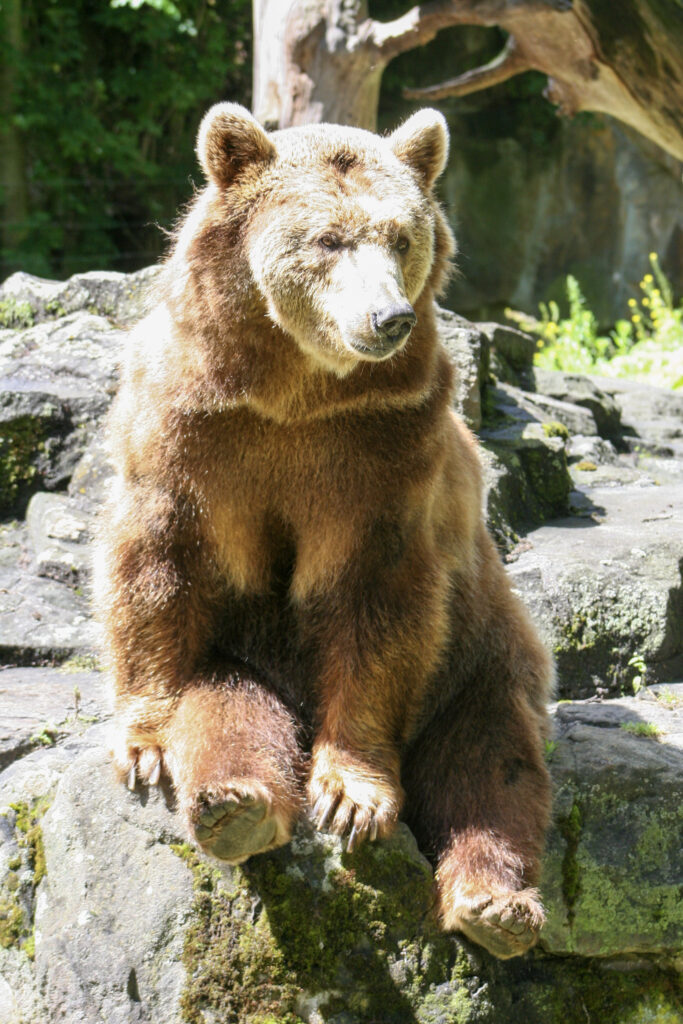 Berliner Zoo