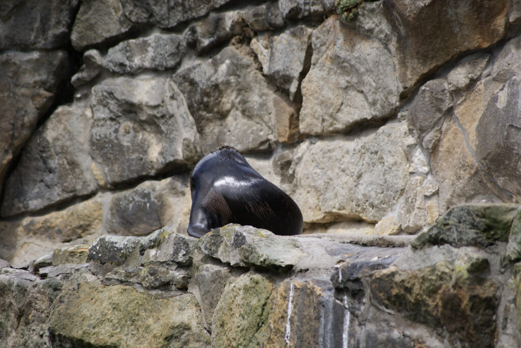 Berliner Zoo