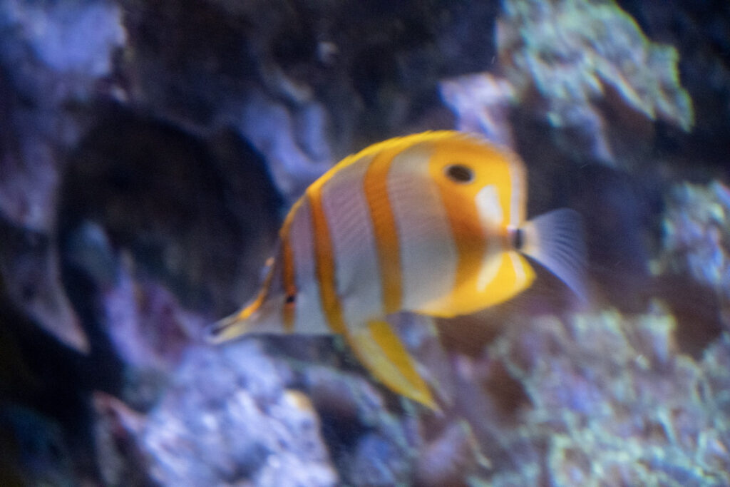 Aquazoo L&ouml;bbecke Museum D&uuml;sseldorf