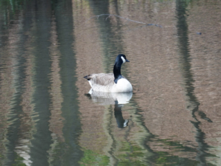 Grugapark Essen