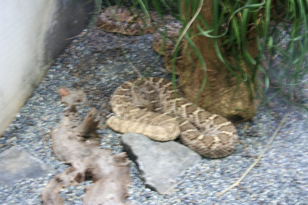Berliner Zoo