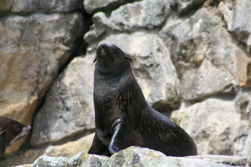 Berliner Zoo