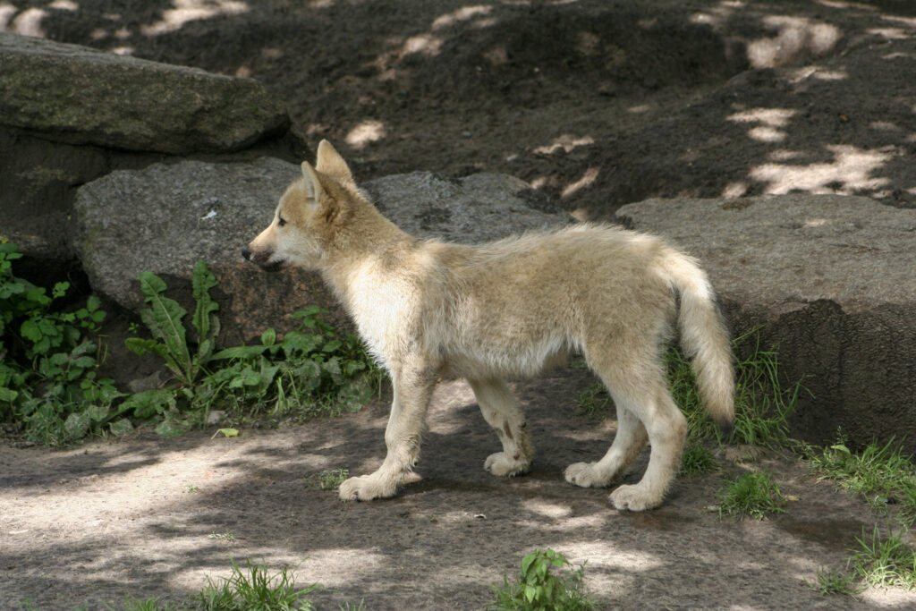 Berliner Zoo