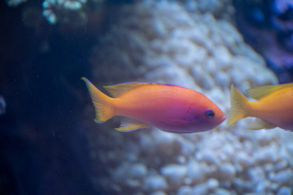 Aquazoo L&ouml;bbecke Museum D&uuml;sseldorf
