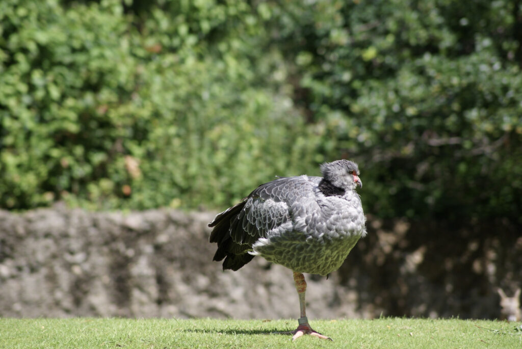 Berliner Zoo